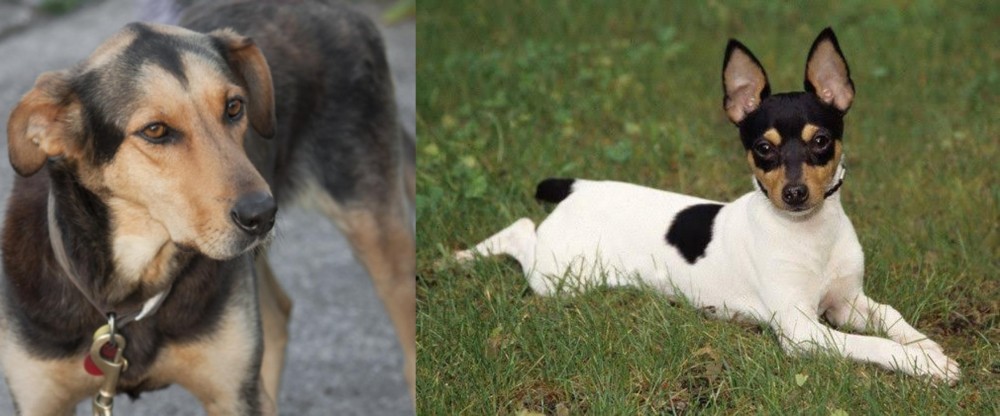 Toy Fox Terrier vs Huntaway - Breed Comparison