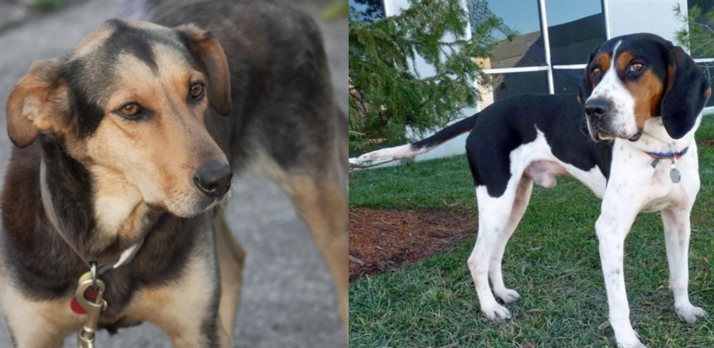 Treeing Walker Coonhound vs Huntaway - Breed Comparison