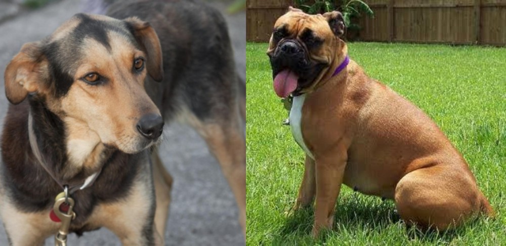 Valley Bulldog vs Huntaway - Breed Comparison