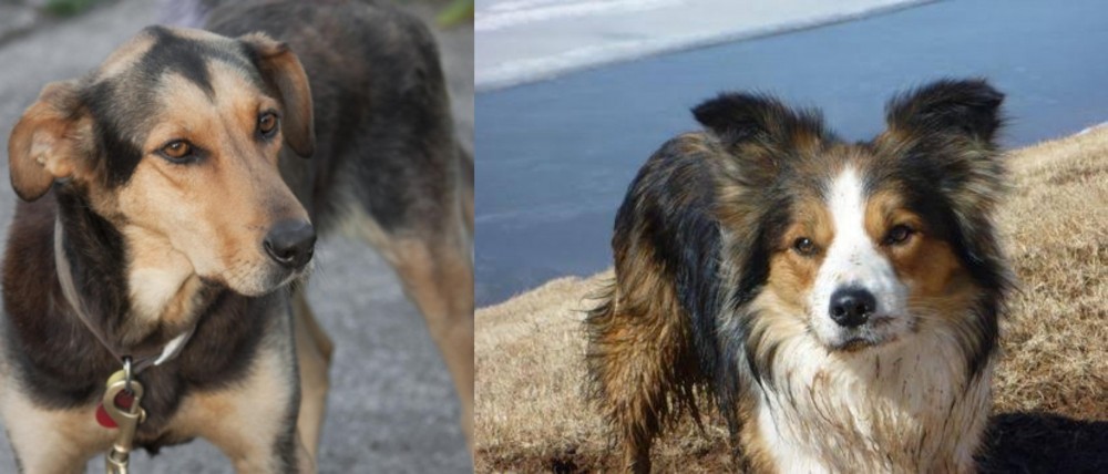 Welsh Sheepdog vs Huntaway - Breed Comparison
