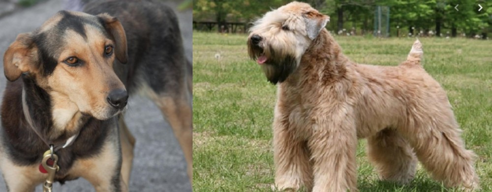Wheaten Terrier vs Huntaway - Breed Comparison