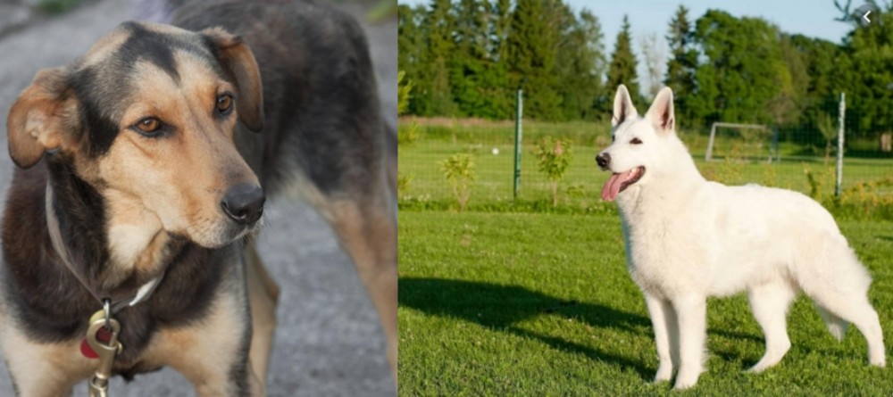 White Shepherd vs Huntaway - Breed Comparison