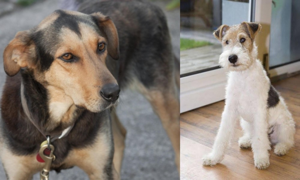 Wire Fox Terrier vs Huntaway - Breed Comparison