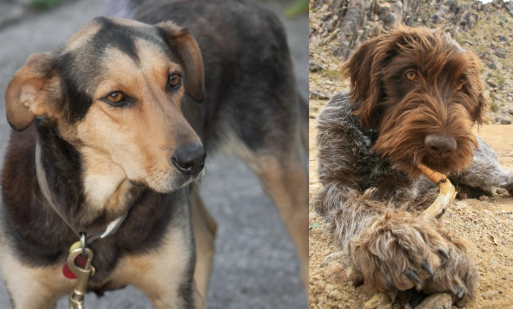 Wirehaired Pointing Griffon vs Huntaway - Breed Comparison