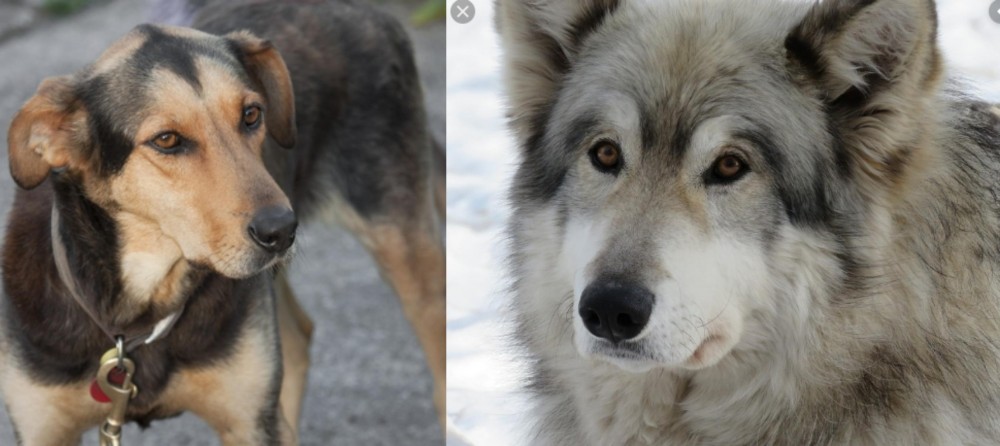 Wolfdog vs Huntaway - Breed Comparison