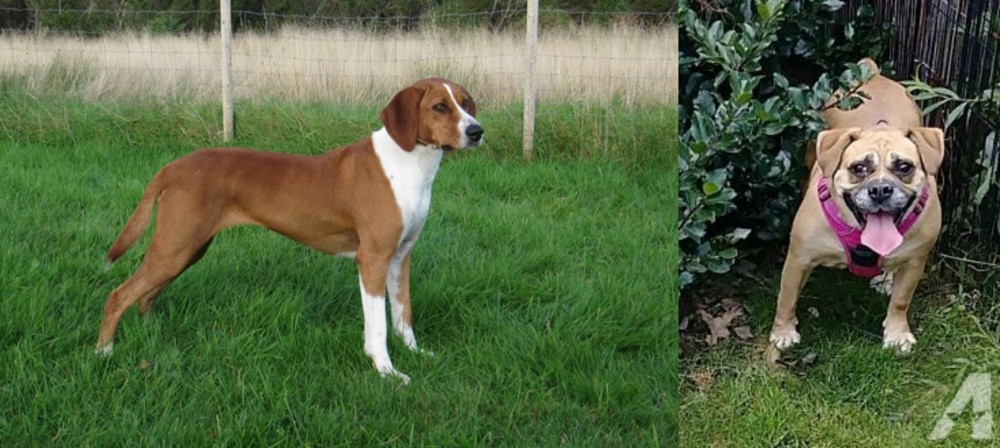 Beabull vs Hygenhund - Breed Comparison