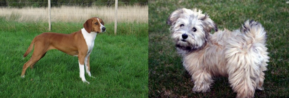 Havapoo vs Hygenhund - Breed Comparison