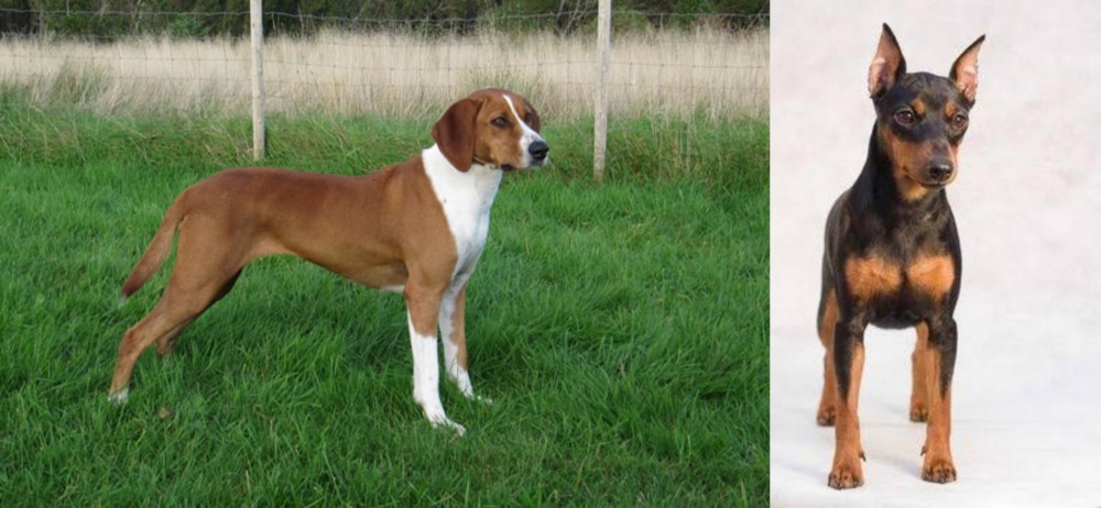 Miniature Pinscher vs Hygenhund - Breed Comparison