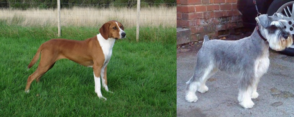Miniature Schnauzer vs Hygenhund - Breed Comparison