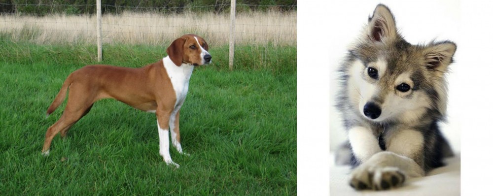 Miniature Siberian Husky vs Hygenhund - Breed Comparison