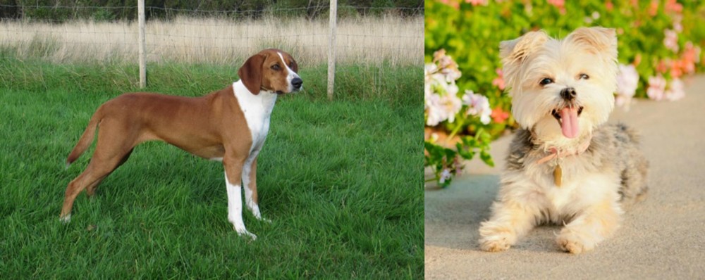 Morkie vs Hygenhund - Breed Comparison
