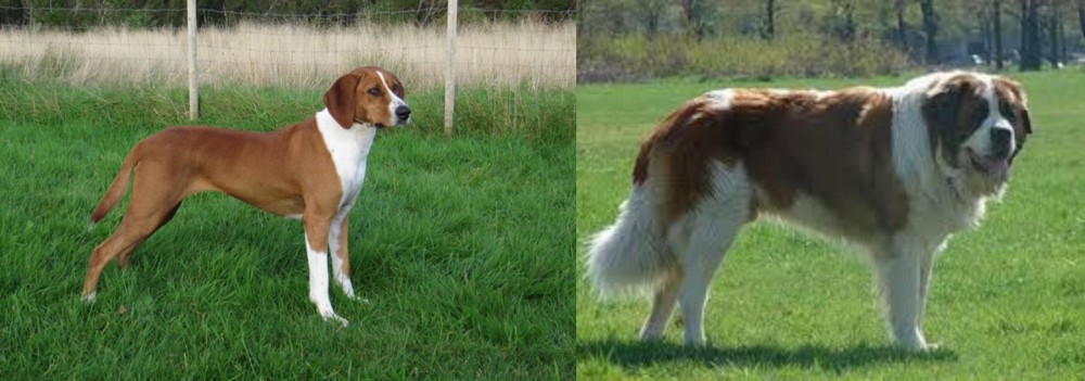Moscow Watchdog vs Hygenhund - Breed Comparison