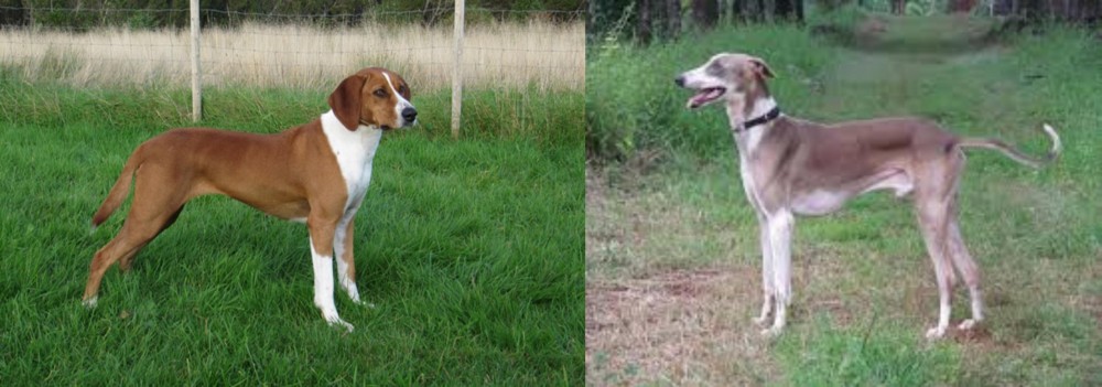 Mudhol Hound vs Hygenhund - Breed Comparison