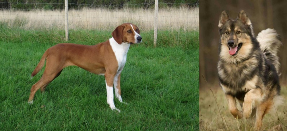 Native American Indian Dog vs Hygenhund - Breed Comparison
