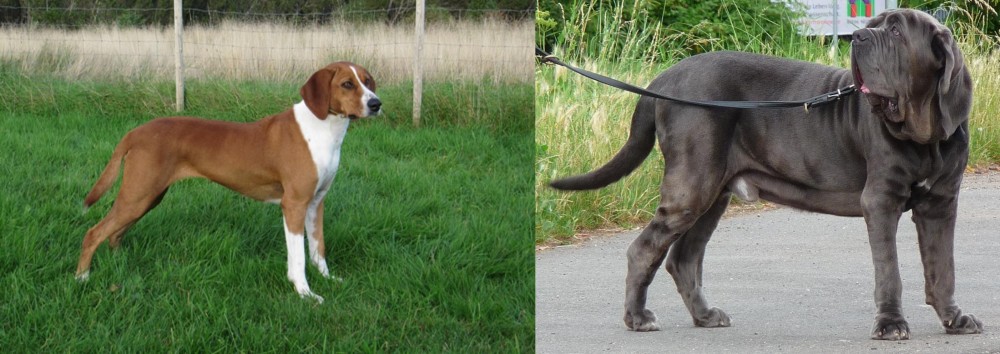 Neapolitan Mastiff vs Hygenhund - Breed Comparison
