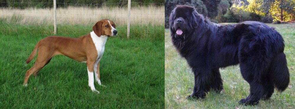 Newfoundland Dog vs Hygenhund - Breed Comparison