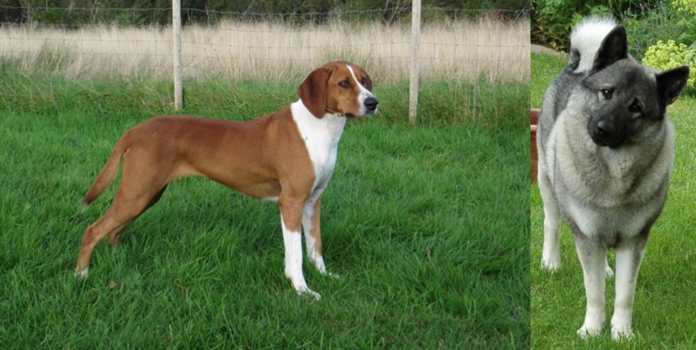 Norwegian Elkhound vs Hygenhund - Breed Comparison