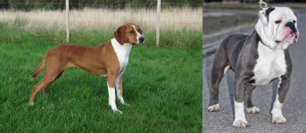 Old English Bulldog vs Hygenhund - Breed Comparison