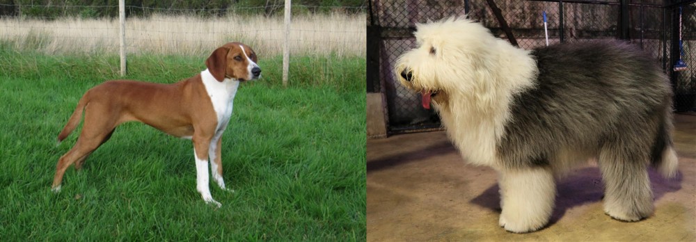 Old English Sheepdog vs Hygenhund - Breed Comparison