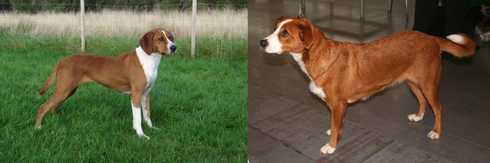 Osterreichischer Kurzhaariger Pinscher vs Hygenhund - Breed Comparison
