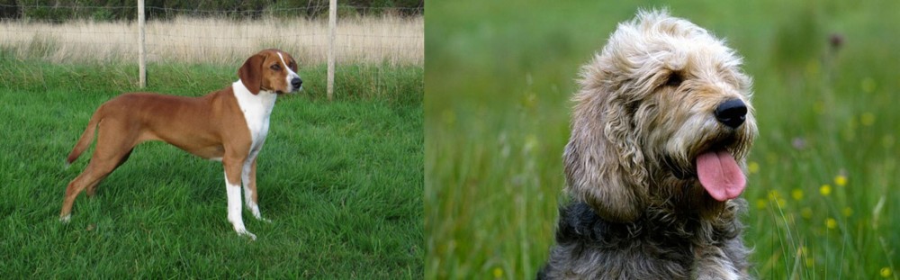 Otterhound vs Hygenhund - Breed Comparison