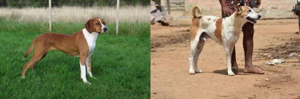 Pandikona vs Hygenhund - Breed Comparison