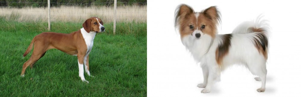 Papillon vs Hygenhund - Breed Comparison
