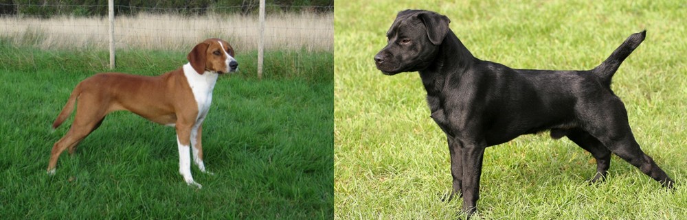 Patterdale Terrier vs Hygenhund - Breed Comparison