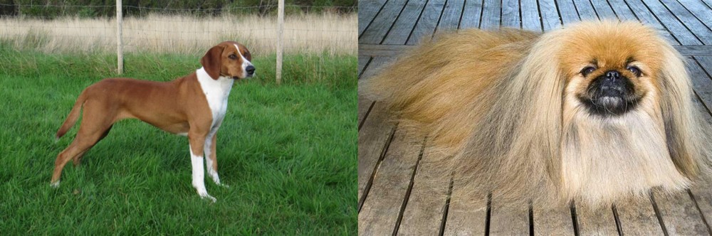 Pekingese vs Hygenhund - Breed Comparison
