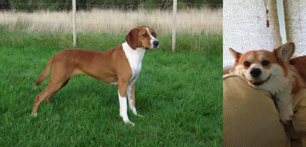Pembroke Welsh Corgi vs Hygenhund - Breed Comparison