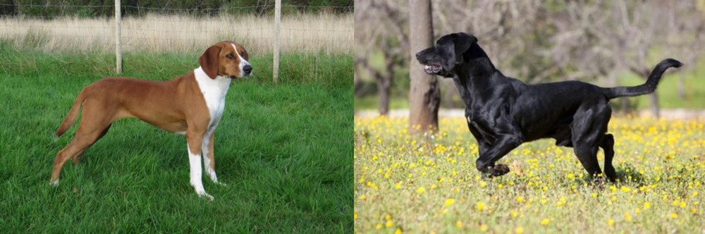 Perro de Pastor Mallorquin vs Hygenhund - Breed Comparison
