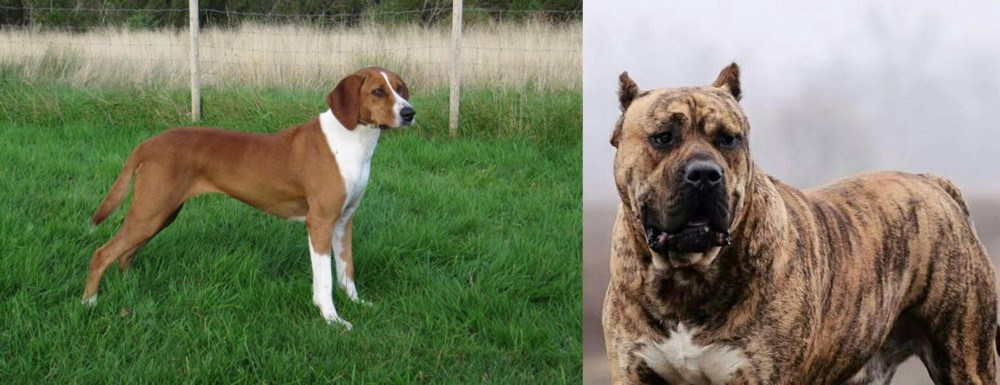 Perro de Presa Canario vs Hygenhund - Breed Comparison