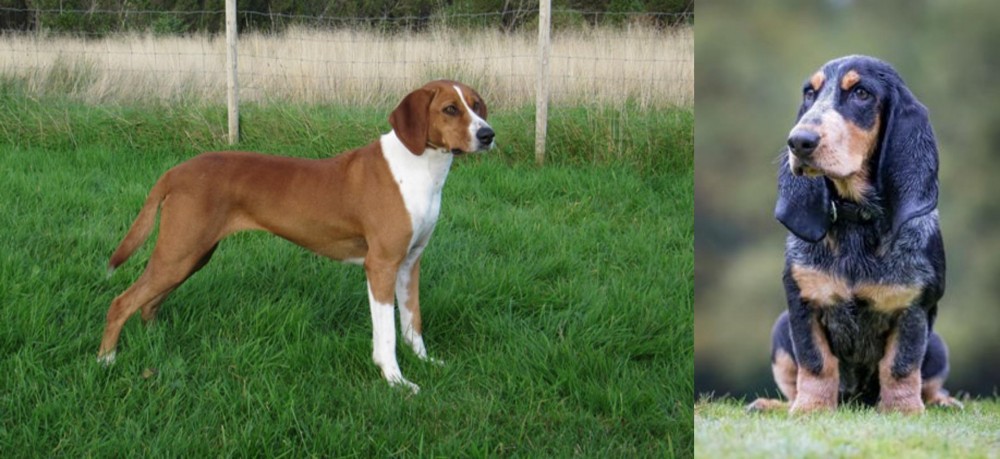 Petit Bleu de Gascogne vs Hygenhund - Breed Comparison