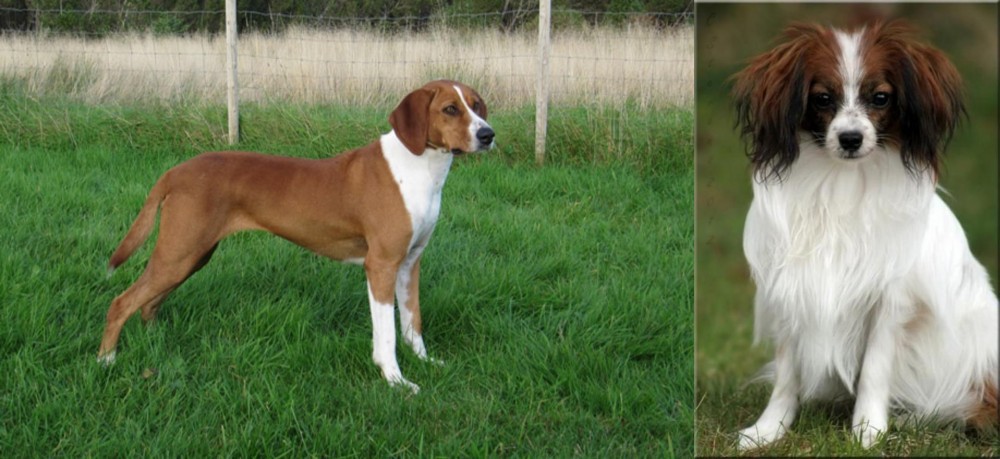 Phalene vs Hygenhund - Breed Comparison