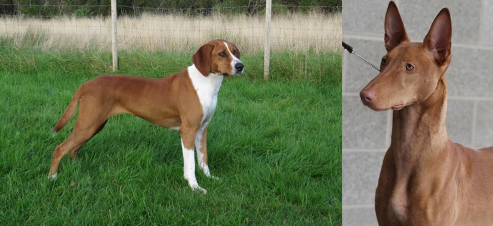 Pharaoh Hound vs Hygenhund - Breed Comparison