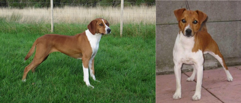 Plummer Terrier vs Hygenhund - Breed Comparison