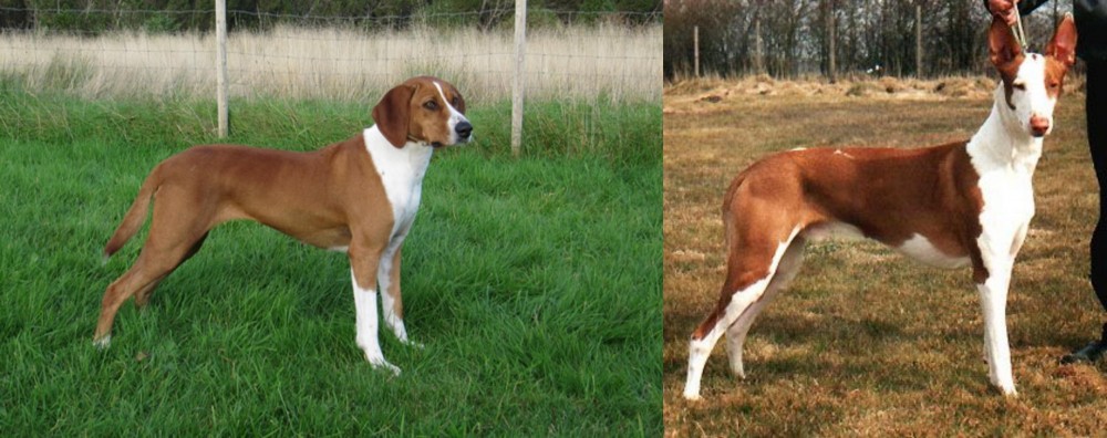 Podenco Canario vs Hygenhund - Breed Comparison