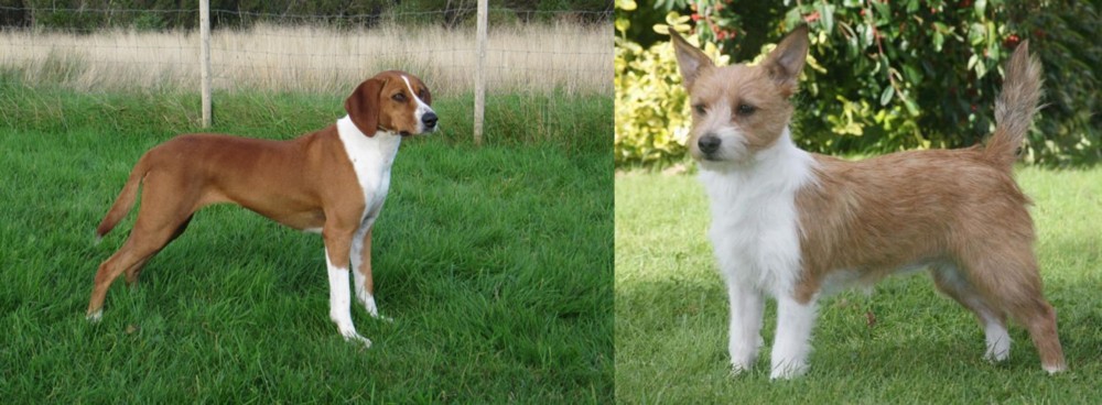 Portuguese Podengo vs Hygenhund - Breed Comparison