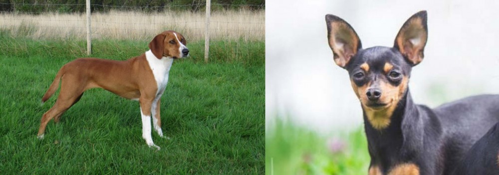 Prazsky Krysarik vs Hygenhund - Breed Comparison