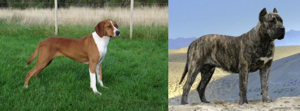 Presa Canario vs Hygenhund - Breed Comparison