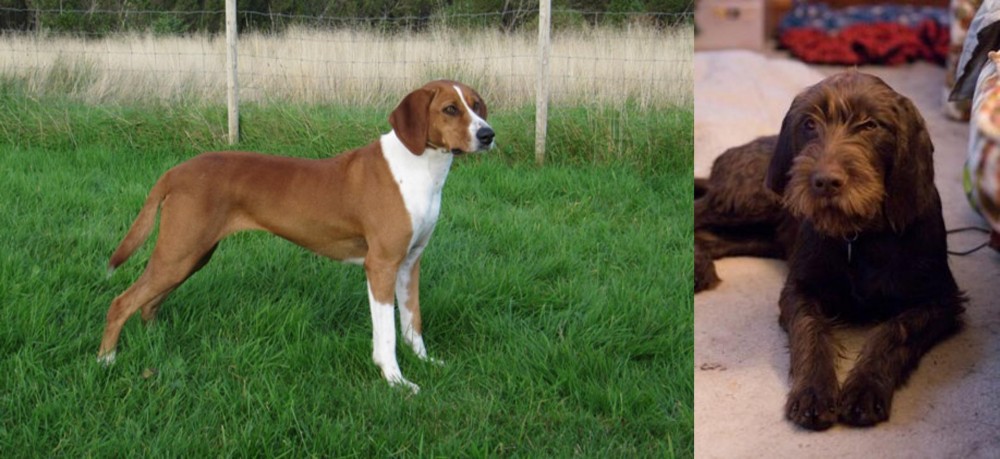Pudelpointer vs Hygenhund - Breed Comparison