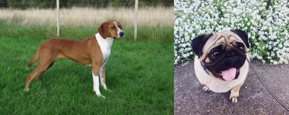 Pug vs Hygenhund - Breed Comparison