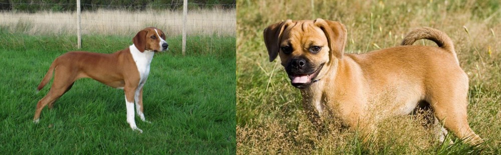 Puggle vs Hygenhund - Breed Comparison