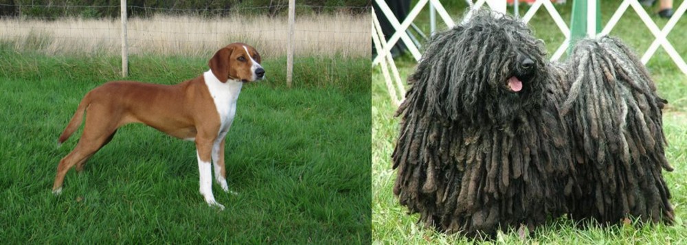Puli vs Hygenhund - Breed Comparison