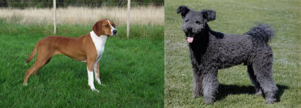 Pumi vs Hygenhund - Breed Comparison