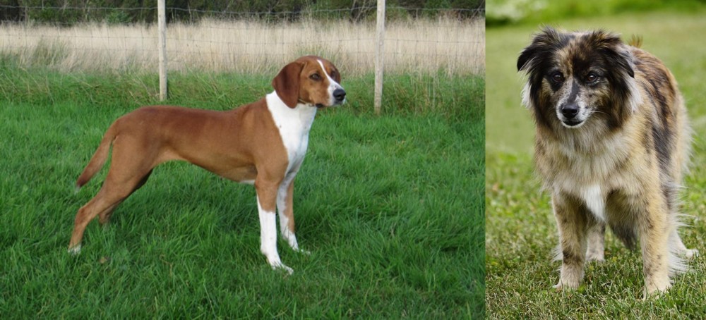 Pyrenean Shepherd vs Hygenhund - Breed Comparison