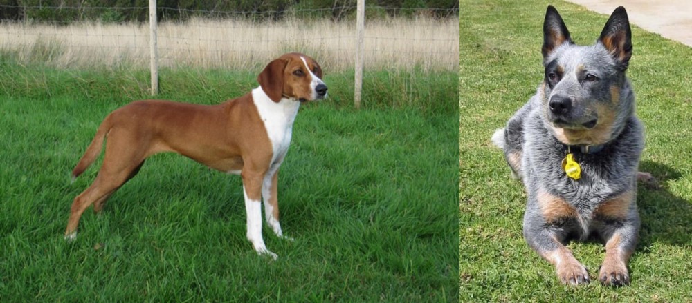 Queensland Heeler vs Hygenhund - Breed Comparison