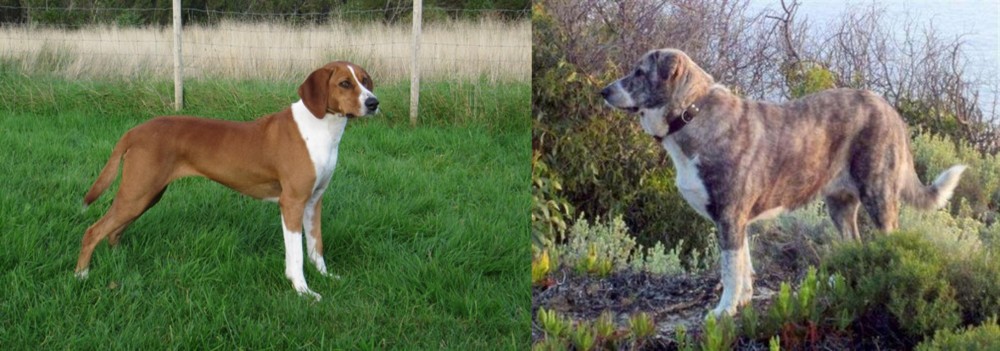 Rafeiro do Alentejo vs Hygenhund - Breed Comparison