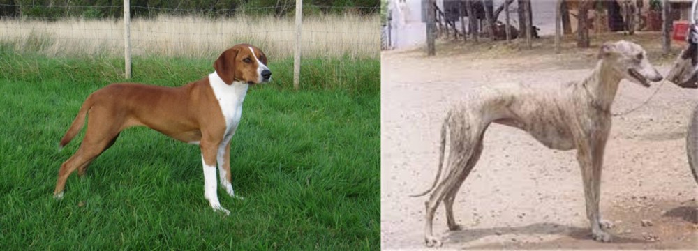 Rampur Greyhound vs Hygenhund - Breed Comparison
