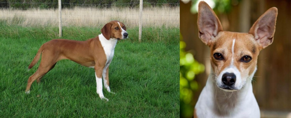 Rat Terrier vs Hygenhund - Breed Comparison